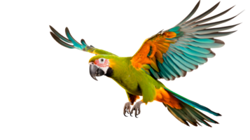 A colorful parrot flying with vibrant feathers and spread wings. png
