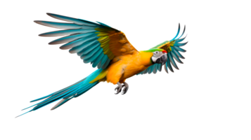 A vibrant parrot flying with colorful feathers against a transparent background png