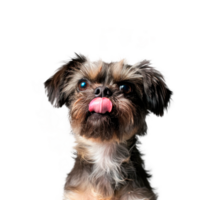 A cute small dog with a playful expression and tongue out png