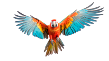 Colorful macaw parrot in flight with spread wings on a transparent background png