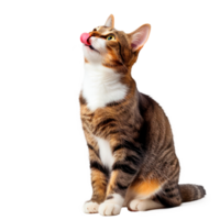 uma brincalhão malhado gato lambendo Está nariz dentro uma fofa pose png