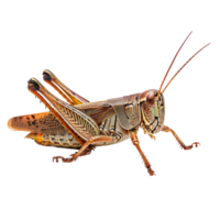 A detailed close-up of a grasshopper showcasing its intricate features and colors. png
