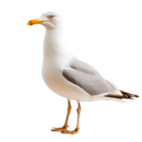 A seagull standing on a transparent background showcasing its features. png