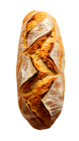 Freshly baked artisan loaf of bread on a transparent background png