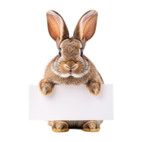 Cute fluffy rabbit holding a blank sign on a transparent background png