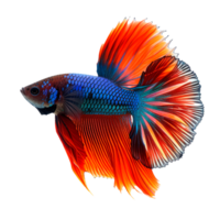 A vibrant betta fish showcasing its colorful fins and unique patterns png