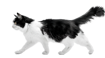 A playful black and white cat running on a transparent background png
