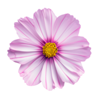 A vibrant pink cosmos flower with yellow center isolated on transparent background png