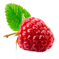 Fresh ripe raspberry with green leaf isolated on transparent background png