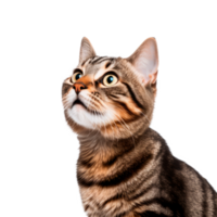 Curious tabby cat with striking eyes looking upwards in a playful pose png