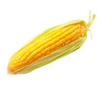 Fresh corn on the cob isolated on a transparent background png