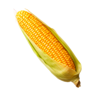 Fresh yellow corn on the cob isolated on a transparent background png