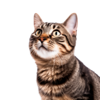 Cute tabby cat with curious expression isolated on a transparent background png