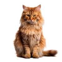 Fluffy orange cat sitting elegantly with a striking gaze on a transparent background png