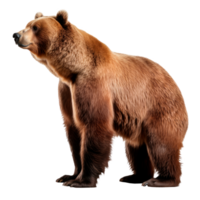 A realistic side view of a standing grizzly bear on a transparent background. png