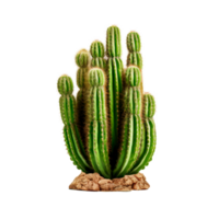 A tall green cactus with multiple arms on a transparent background png