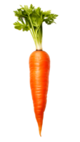 Fresh orange carrot isolated on a transparent background for culinary use png