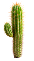 A tall green cactus with spines isolated on a transparent background png