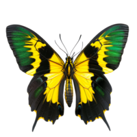 Colorful butterfly with yellow and green wings isolated on transparent background png