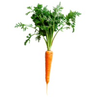 Fresh carrot with green leaves isolated on a transparent background png