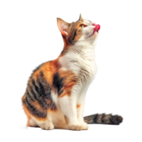 A playful domestic cat licking its nose with a curious expression. png