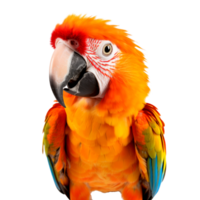 Vibrant macaw parrot with colorful feathers against a transparent background png