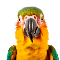 Close-up portrait of a colorful parrot with vibrant feathers and striking eyes. png