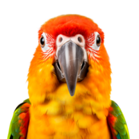 Close-up portrait of a vibrant and colorful parrot with bright feathers. png