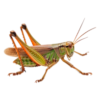 Detailed close-up of a vibrant grasshopper on a transparent background png