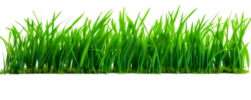 A vibrant patch of green grass isolated on a transparent background png