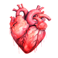 Realistic illustration of a human heart showing detailed anatomy and vascular structure png