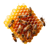 A cluster of bees on a honeycomb filled with honey png
