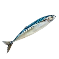 Fresh sardine fish isolated on transparent background perfect for culinary use png
