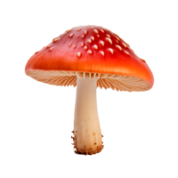 Red and white mushroom isolated on a transparent background png