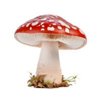 Red amanita mushroom with white spots and gills on a transparent background png