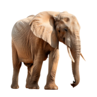 A realistic depiction of a standing elephant on a transparent background png