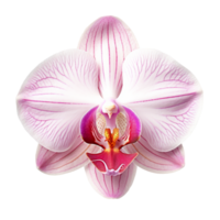 Beautiful pink and white orchid flower with delicate petals on transparent background png