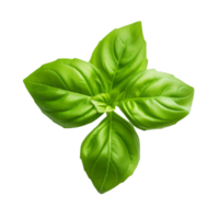 Fresh green basil leaves isolated on a transparent background png