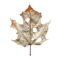 Weathered Leaf with Holes, Eroded Surfaces, and Faded Colors Isolated on Transparent Background png