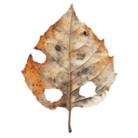 Rustic Fallen Leaf with Visible Cracks and Worn Patterns on Transparent Background png