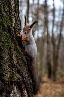 gray squirrel sitting on a tree trunk, close-up photo
