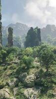 A serene forest landscape with towering trees and ancient rocks video