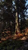 View in to tall pine trees on a summers day video