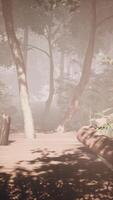 old wooden path winds through the jungle illuminated by bright sunlight video