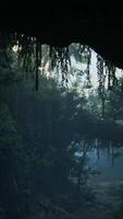 A dense and mysterious forest in China video
