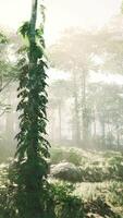 Sun beams through thick trees branches in dense green forest video