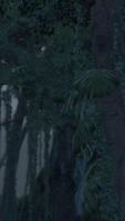 Roots of exotic trees with thicket of shrubs and ferns against sunlight video