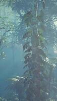 Mysterious scene of ancient trees and vines covered by moisture and fog video
