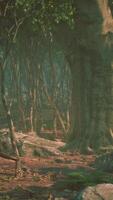 raízes de uma árvore em uma floresta enevoada video