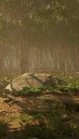 Roots of a tree in a misty forest video